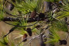 Small image of Pine corns grow on loblolly branches.