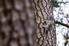 Small image of A dark Delmarva fox squirrel clings to a loblolly tree.