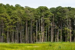 Small image of A line of Loblolly pine trees grow along the edge of the water. \