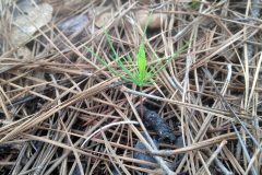 Small image of Seedling a few inches tall grows from the forest floor.