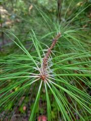 Small image of Long, thin pine needles grow off branches.