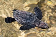 Small image of Recently hatched loggerhead turtle swims underwater.