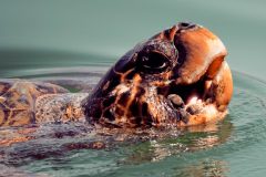 Small image of The reddish head of a loggerhead turtle breaches the surface of the water.