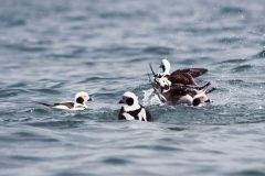 Small image of Five long-tailed ducks splash together in open water.