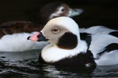 Small image of A closeup of a male long-tailed duck's head.