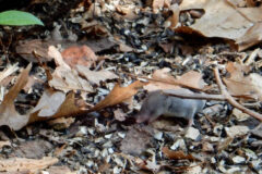 Small image of A long-tailed shrew forages for food among dried leaves and fallen sticks.