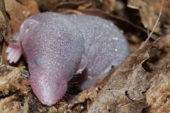 Small image of A close-up view of a baby long-tailed shrew in a nest made of dried leaves shows its hairless body and fused-shut eyelids.