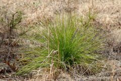 Small image of A bushy clump of pine needles on the ground.