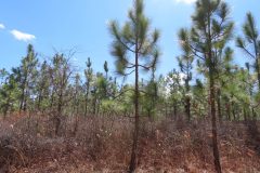 Small image of Loblolly prines grow among brush covering the forest floor.