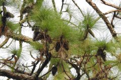 Small image of Several pine cones grow amonth pine needles.