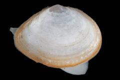 Small image of A top view of a macoma clam with two portions of a white, fleshy siphon just visible at the bottom right and top left of the shell.