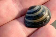Small image of A macoma clam against two human fingers, emphasizing how small it is. It has black and gray stripes curving around its oval shape.