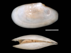 Small image of Two views of a narrowed macoma clam: the top and the side. Both show a pearly offwhite shell. The top view shows its oval shell that is narrowed at one end. The side view shows the gap between the halves of the shell, narrower at the narrowed end and wider at the other. In the gap, the fleshy body of the clam is visible, light tan in color and rounded.