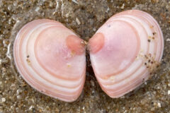 Small image of An open macoma clam shell viewed from the top, on a sandy background. It has curved stripes of white and coral pink, with a darker coral spot on both halves around the point of connection.