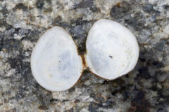 Small image of An open macoma clam shell, viewed from the white underside. It has two oval-shaped halves and brown coloration on the joint where they connect.