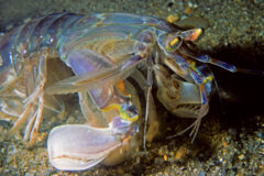 Small image of A side view of a mantis shrimp, highlighting long, pale claws that appear flat, at the end of a leg with blue and gray coloration and yellow markings. There are many other, smaller legs with thin hairs on them.