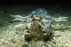 Small image of A front view of a mantis shrimp on the sandy bottom of a body of water. Its bright green eyes are elongated and shiny at the front of its head.