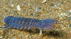 Small image of A side view of a mantis shrimp on the sandy bottom of a body of water. It is blue-gray with a yellow-green tint. Its forelegs are white.
