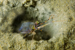 Small image of A mantis shrimp sitting in a hole in the sand.