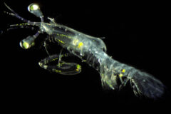 Small image of This mantis shrimp is small and shown in shades of gray with yellow markings. The elongated eyes, whiskers and legs are noticeable.