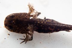 Small image of Close up of a larvae sitting on a white platform.