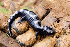 Small image of A marbled salamander sits on a muddy hand with a glove over it.