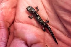 Small image of A juvenile marbled salamander sits on a hand.