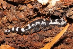 Small image of A marbled salamnder sits in the mud.