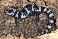 Small image of A marbled salamander sits in the mud and is surrounded by grey eggs.