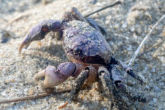 Small image of A marsh crab with sand stuck to it, standing on a sandy shore.