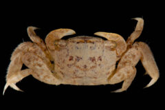 Small image of The offwhite underside of a marsh crab, with areas of red coloration and visible hairs on the legs.