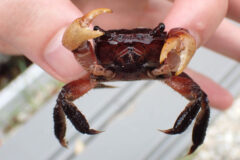 Small image of Closeup on a marsh crab held between two human fingertips. The crab is holding beige claws toward the viewer and its eyes protrude up from its head. Its legs are a pale red toward the body and darker further along.