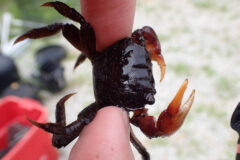 Small image of Closeup on a marsh crab held between two human fingertips. It is dark with claws that are almost a translucent rusty brown. The crab is wet and has tiny bumps on its shell.