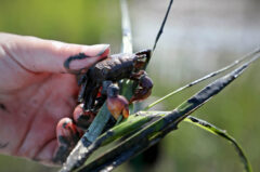 Small image of A muddy human hand holds a marsh crab, which is gripping a large blade of grass, between two fingers. The marsh crab is mostly dark gray with reddish-brown coloration on its claw.