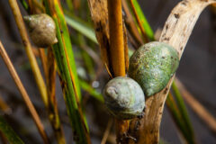 Small image of Three marsh periwinkle snails are attached to blades of large aquatic grasses, above the surface of the water. The spiral shells are in shades of pale green, tan, and offwhite.