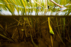 Small image of A side view showing both underwater and above the surface, with saltmarsh cordgrass growing up from the muddy bottom of the water up through the surface. Two marsh periwinkles cling to the stems, below the surface of the water.