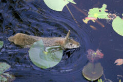 Small image of A marsh rabbit swims through the water, its face, ears, back and tail remaining dry as it pushes lily pads aside.
