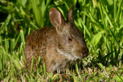 Small image of A marsh rabbit sits in a patch of grass and clover.