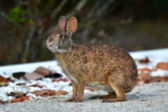 Small image of A marsh rabbit stands on sandy soil, its face upturned as though it is sniffing the air.