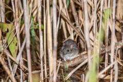 Small image of A marsh rice rat perches on a fallen stick, hidden in a dense thicket of marsh grass.