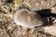 Small image of A meadow vole stands among dried leaves and grasses, sunlight shining on its dark brown fur.