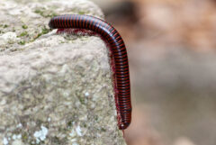Small image of A millipede with black and red coloring crawls across over a boulder's edge.