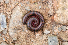 Small image of A millipede with black and rust-red coloring is curled up on a gravelly path.