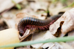 Small image of A millipede with black and red coloring crawls over dry, dead leaves.