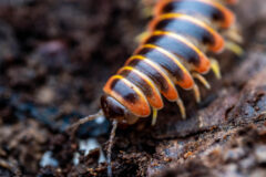 Small image of A millipede with black and red-orange coloring crawls over woody soil.