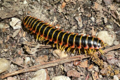 Small image of A millipede with black, red and yellow coloring crawls over woody soil.