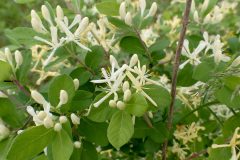 Small image of Several white tubular flowers grow on honeysuckle plant.