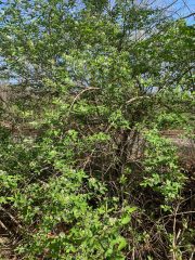 Small image of Large, bushy morrow's honeysuckle grows in the woods.