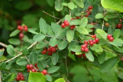 Small image of Clumps of red berries on honeysuckle branches.