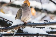 Small image of A mourning dove puffing out its chest while perched on a frozen branch with snow on it.